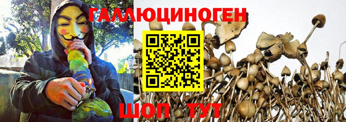 Псилоцибиновые грибы Cubensis Камышин